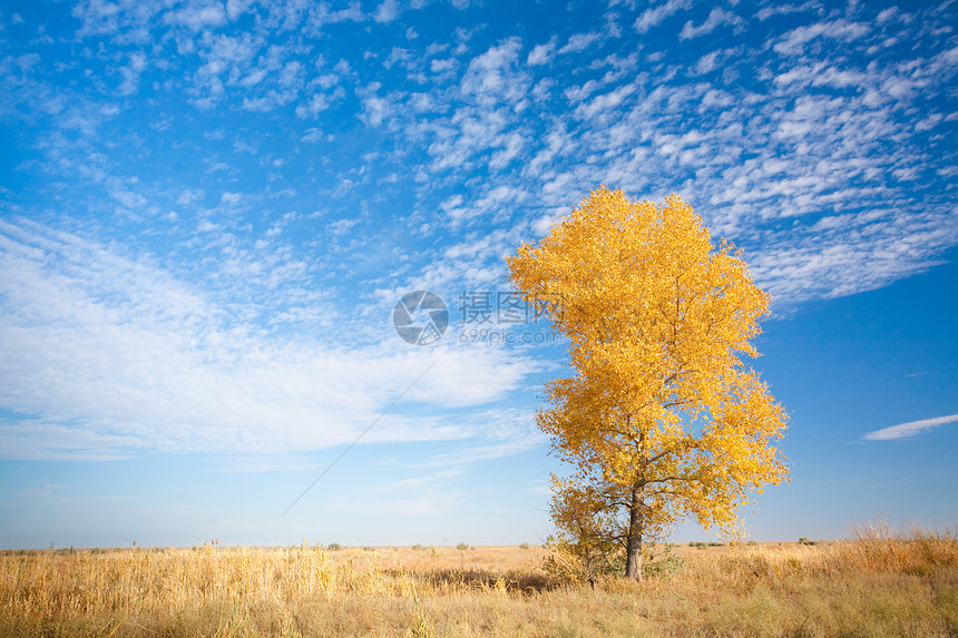 带有黄树背景场地农场树叶植物群日落蓝色美丽木头农村国家图片