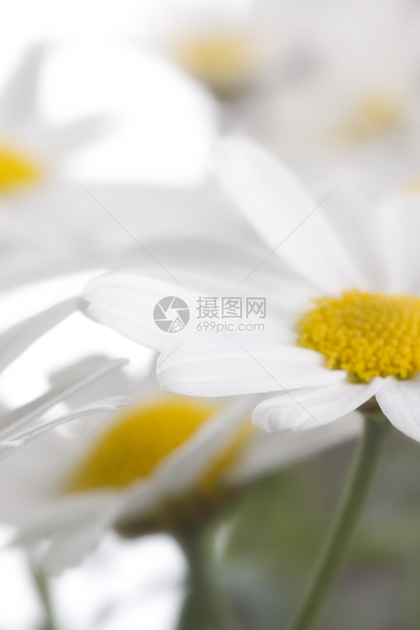 白菊花花植物甘菊植物学白色药品黄色生长绿色植物群图片