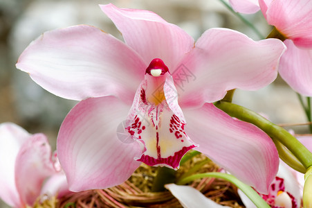 粉红色兰花花园条纹温室草本植物芦荟雌蕊花萼植物荒野叶子生物学高清图片素材