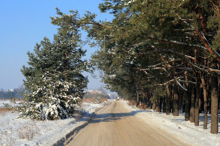 冬季现场泥路风景水平踪迹森林冻结树木松树日光阳光图片