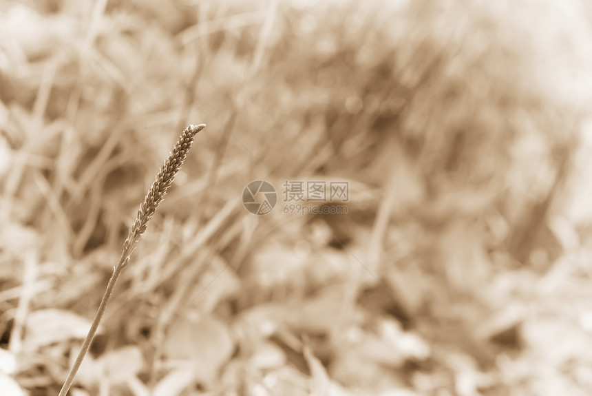 小草花园野生动物边缘草本植物叶子淋浴生长绿色植物环境荒野图片