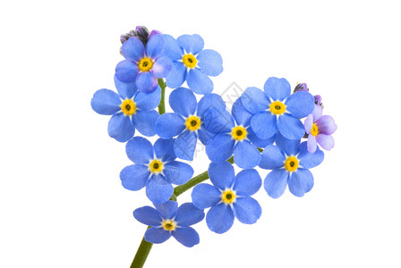 爱你心形紫色蓝色花朵白色背景图片