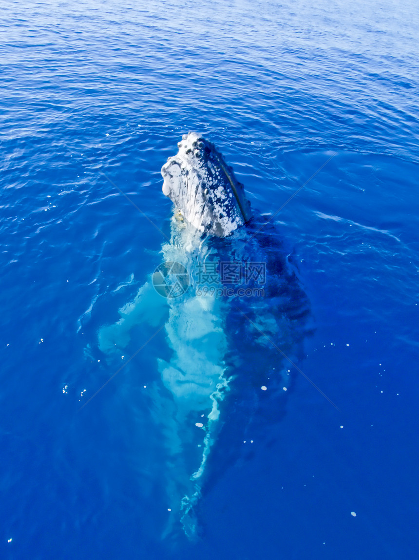 海洋哺乳动物     大型鲸图片
