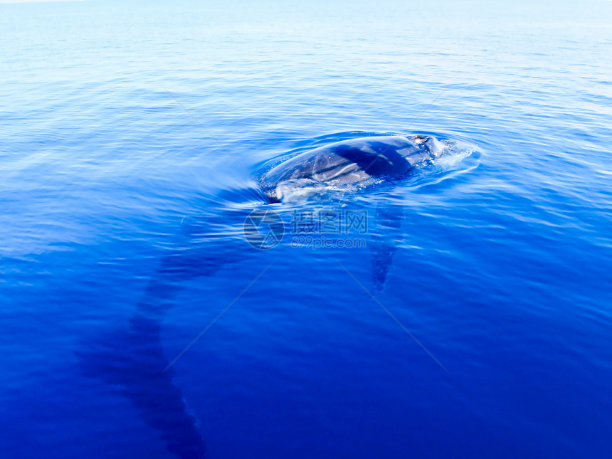 深蓝大洋中沉积的座头鲸图片