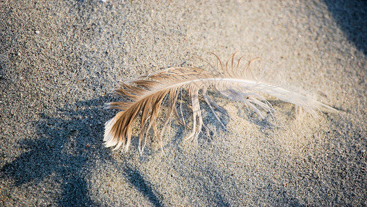 沙地上的羽毛阴影沙粒谷物阳光背景图片