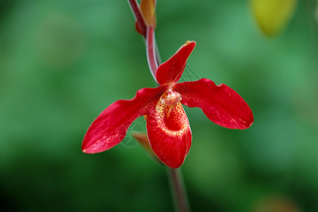 红色女士拖鞋兰花生物学条纹芦荟叶子花园生态植物花瓣花萼热带温室高清图片素材