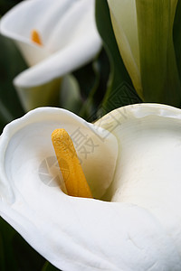 白莉莉环境植物白色花园背景图片