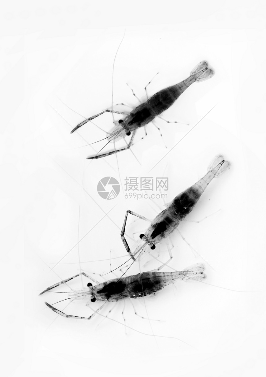 种植 水生物学 虾河虾黑与白虾仁荒野营养美食淡水图片