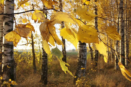 塞尔毛秋秋植物衬套森林树木阳光黄色活力生长叶子桦木高清图片