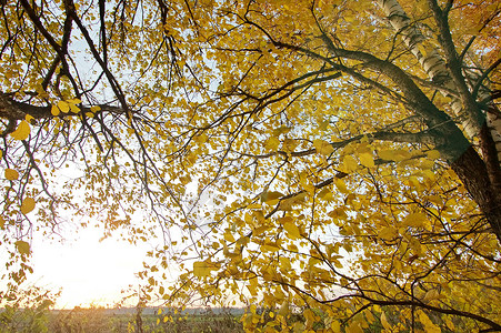 塞尔毛秋秋森林衬套金子叶子阳光生长环境植物黄色活力高清图片