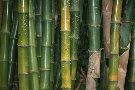 天然竹背景图片
