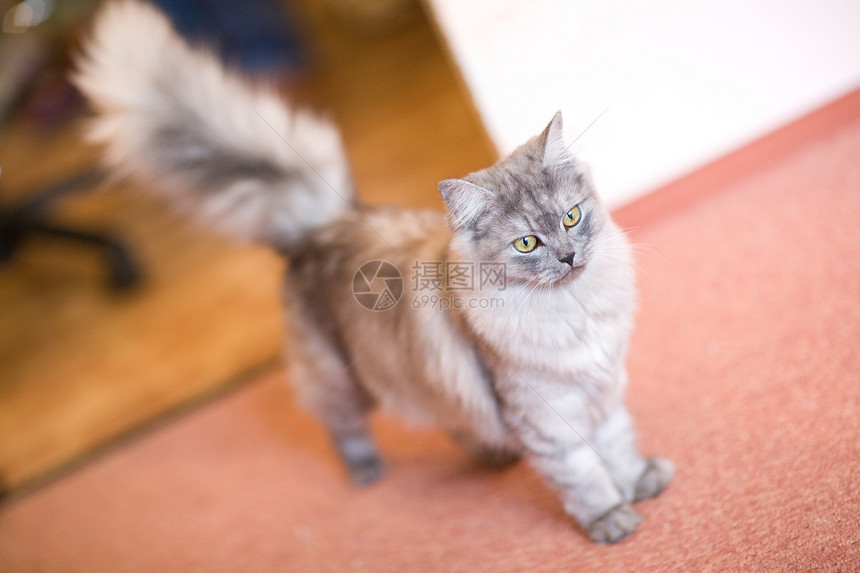 地上的猫猫生活房间宠物眼睛房子冒充动物地面孤独耳朵图片