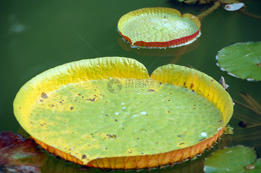 莲莲叶生长绿色食物植物学树叶叶子植物图片