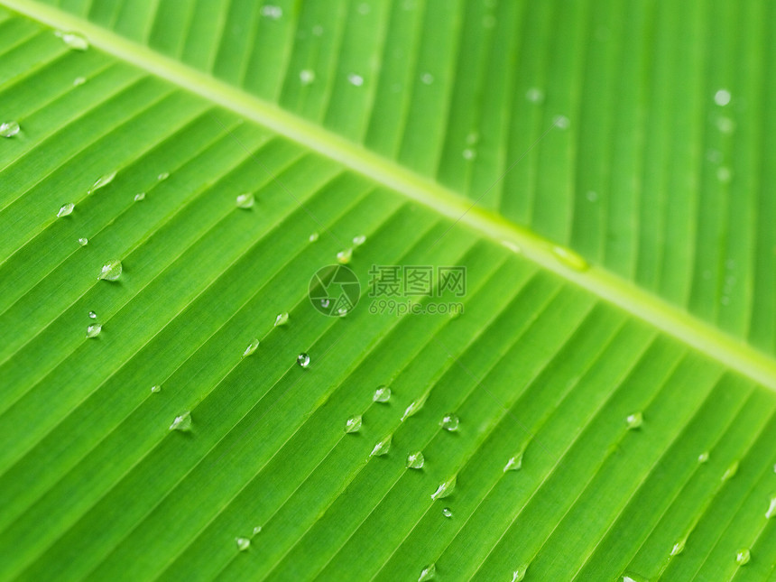 香蕉叶植物香蕉叶子树叶静脉叶绿素光合作用植物学宏观生长图片