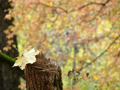木林;树木;下秋高清图片