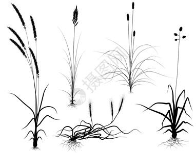 线程根草轮叶子元素草地场地生物栖息地插图收藏设计植被插画