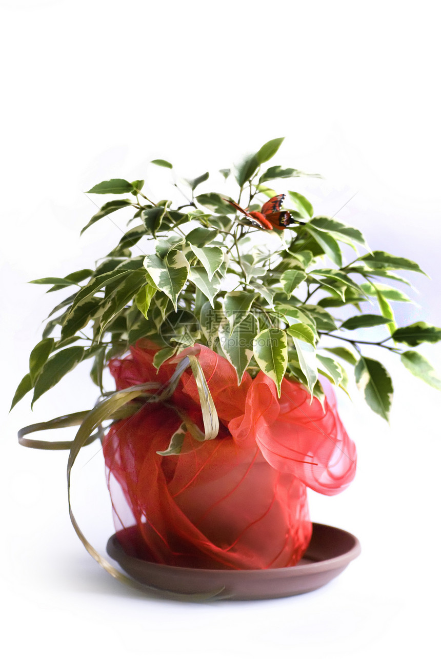 平树盆栽花盆白色矮人红色植物文化爱好植物学橡皮图片