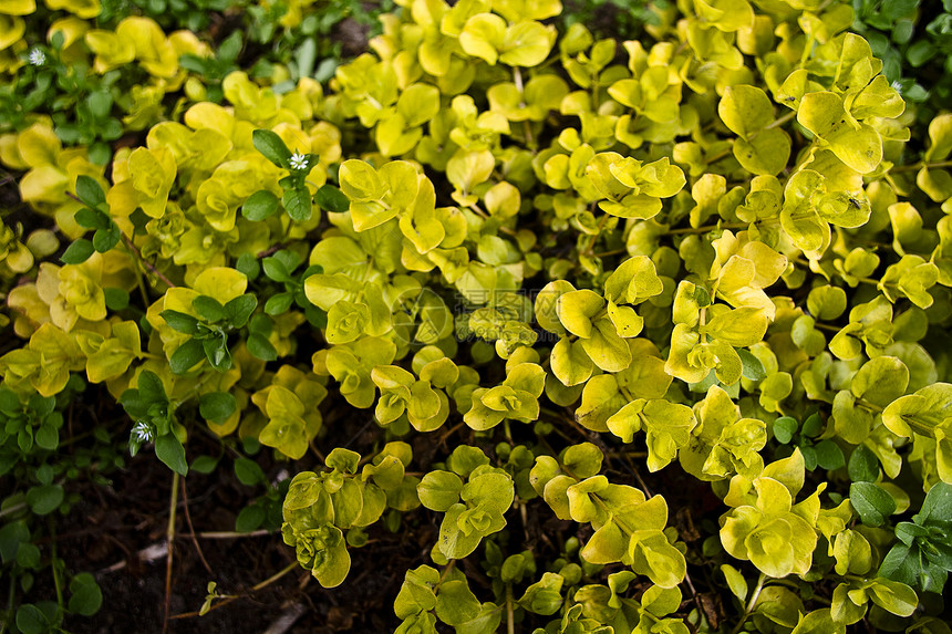 植物纹质黄色昆虫园艺植被花园树叶地面叶子绿色图片