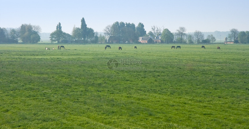 荷兰有农场和马匹的童子园地貌图片