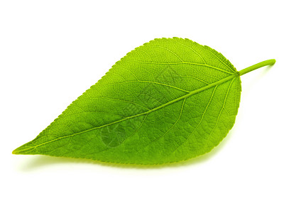 绿叶植物群绿色活力生态宏观叶子生长背景图片