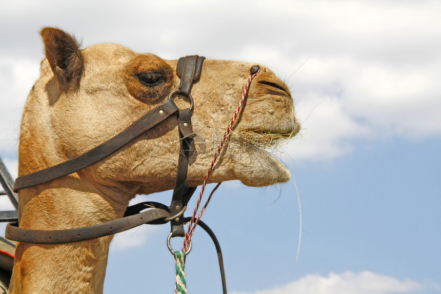 骆驼车队皮带运输天空旅行单峰游客晴天娱乐大篷车沙漠图片