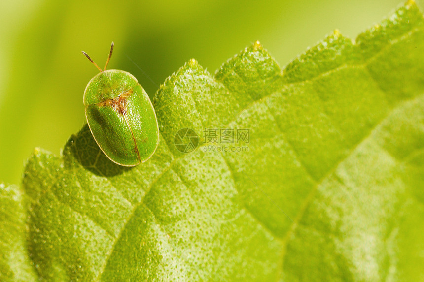 绿色的小虫子坐在树叶上图片
