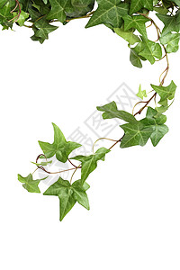 绿色常春藤植物家庭叶子园艺衬套生长设计爬山虎元素背景图片