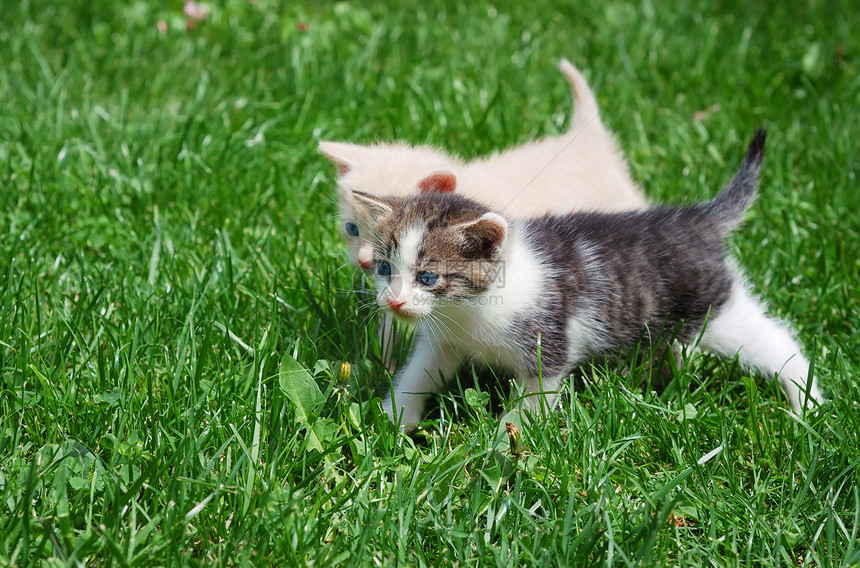 仅位猫科动物毛皮哺乳动物猫咪花园后代小猫宠物场地鼻子图片