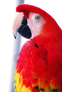金红色红麦松鸟动物栖息异国黄色鹦鹉丛林野生动物眼睛翅膀羽毛背景图片