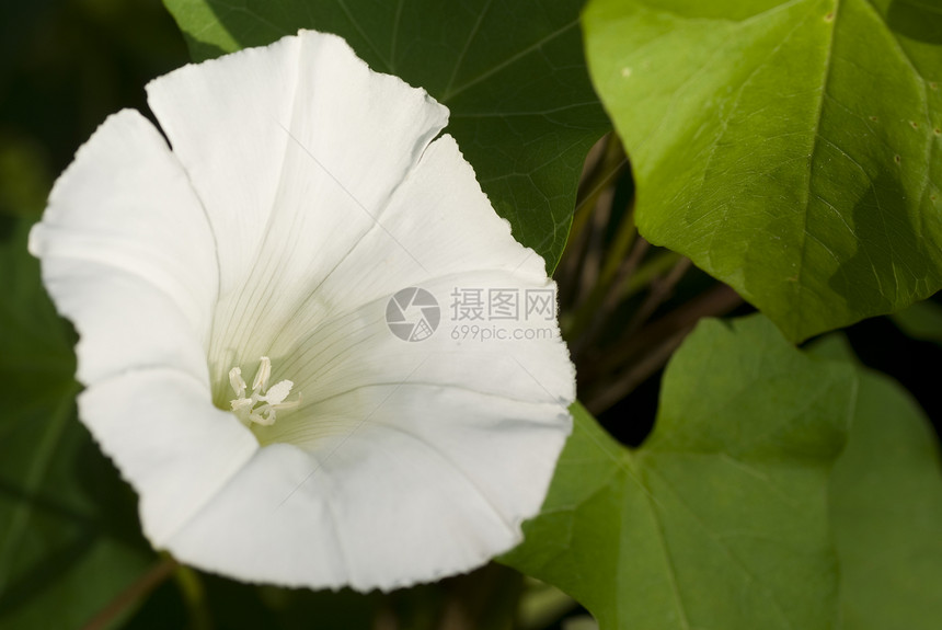 花性质植物群叶子旋花白色绿色植物背景图片