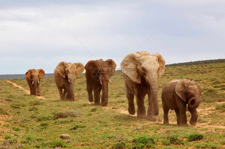 非洲非洲大象掠食者公园野生动物后代浏览器生态动物国家团体草原图片