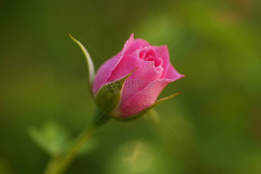 玫瑰花芽季节性花艺花园阴影园艺花瓣情人花朵植物群装饰图片