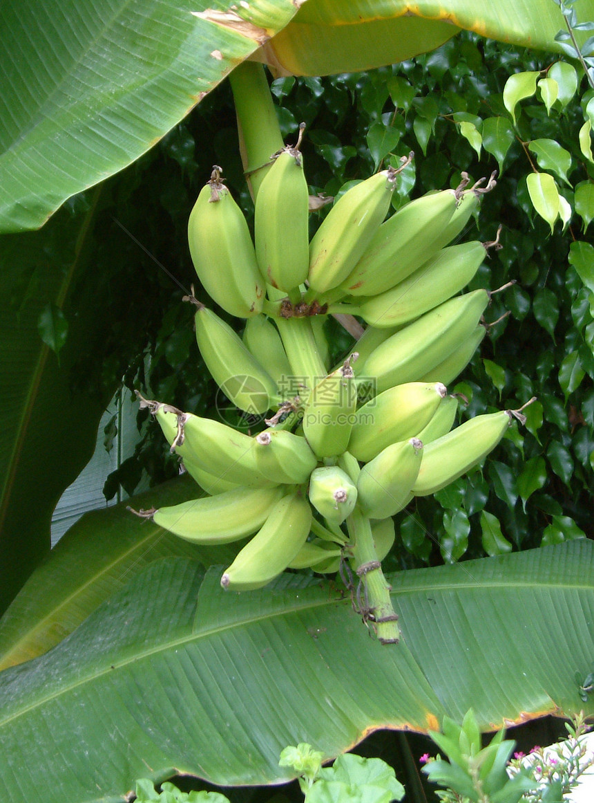树上的香蕉绿色水果食物生长果树种植园图片