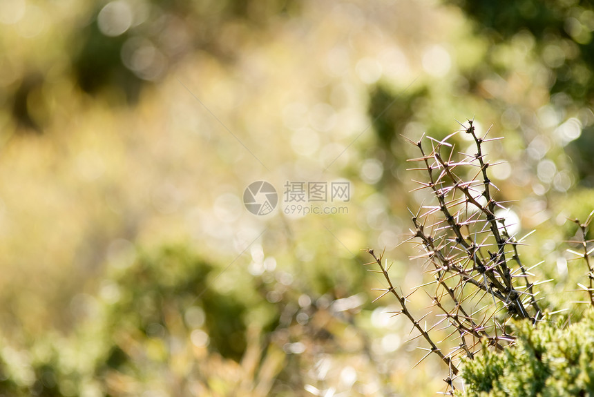 刺刺植物图片
