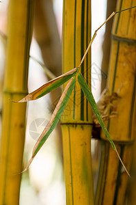 竹子黄色植物学平行线圆形叶子棕色管道生物学热带森林背景图片