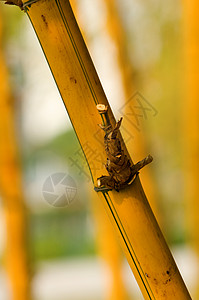 竹子森林场地木头花园枝条圆形植物植物学生物学叶子背景图片