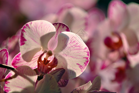 白兰花花园兜兰生态芦荟花萼条纹花瓣生物学植物热带盛开高清图片素材