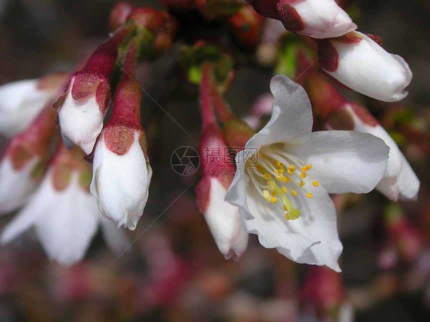 白花花花园植物群宏观花朵植物灌木图片