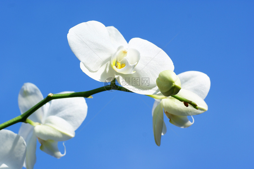 白兰花 蓝天空图片