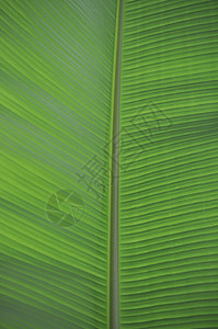绿叶纹理绿色扇子植物背景图片