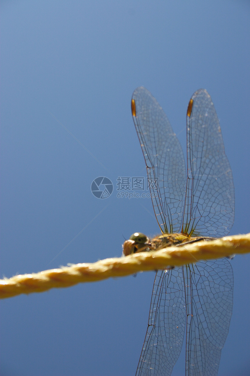 线上飞龙蓝天翅膀水平航班飞行静脉昆虫学动物漏洞宏观图片