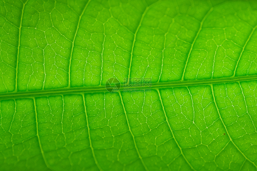 树叶纹理叶子生活绿色生物学植物植物学宏观季节热带多叶图片