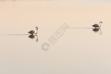 两个火烈鸟池塘反射热带涉水粉红色淡水野生动物粉色背景图片