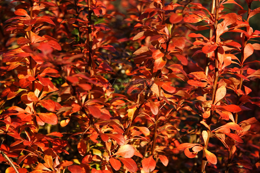 红秋假橙子花园活力红色植物群树叶季节公园自然衬套图片