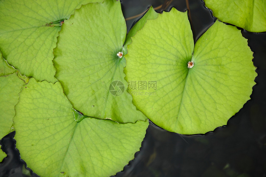 莲叶叶池塘荒野荷花植物美丽脆弱性宏观反射花园叶子图片