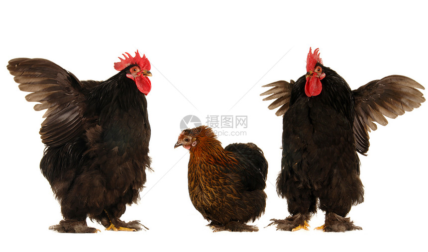 鸡和鸡红色生物生产男性小鸡季节爪子母鸡羽毛动物群图片