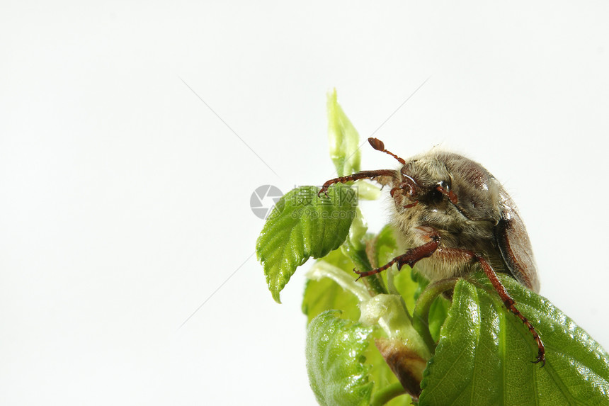 美布航班甲虫衬套翅膀空间生物学生物发射昆虫濒危图片