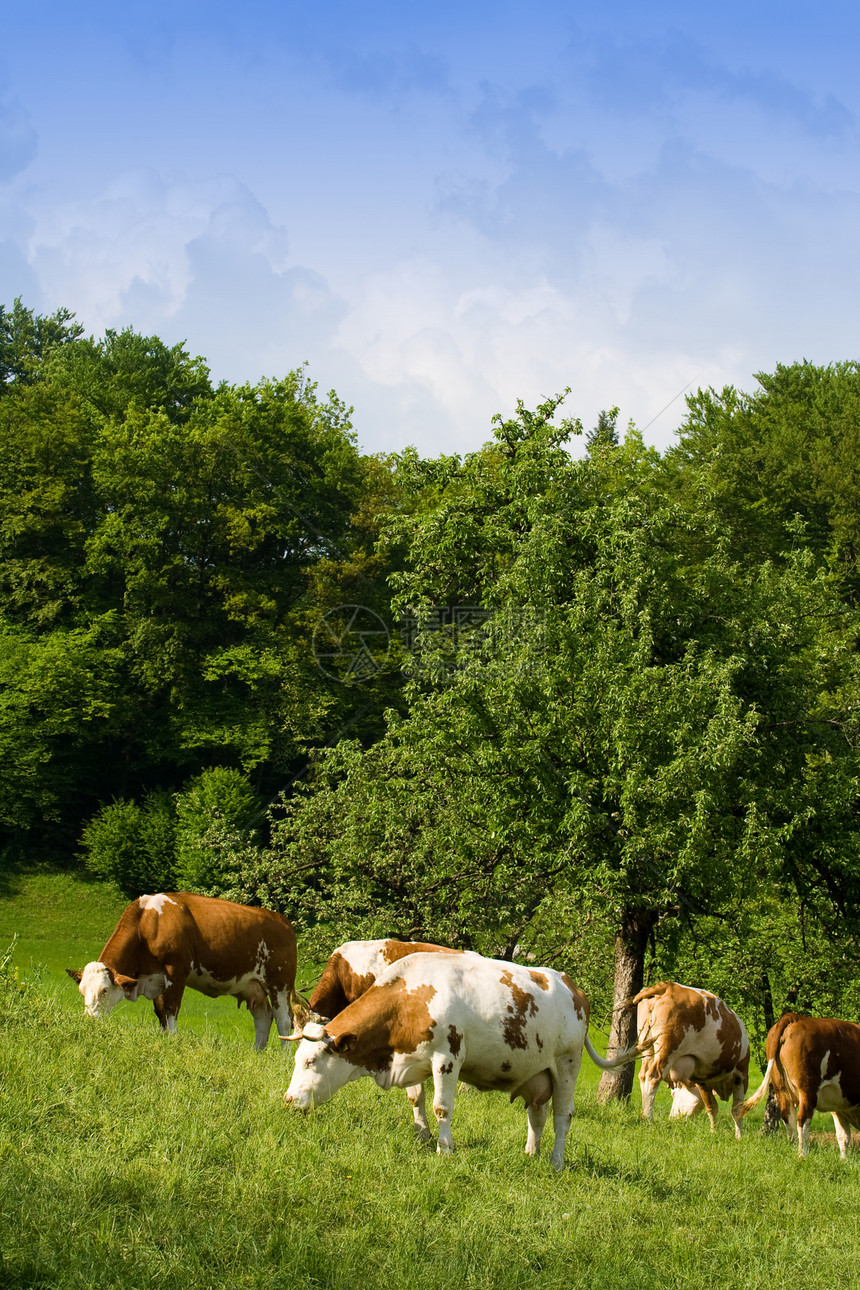 草地上的牛群农业动物牛奶农场乡村森林场地蓝色尾巴牧场图片