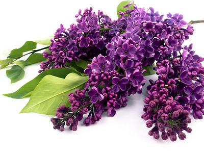 紫硅c叶子香气绿色紫色植物背景图片