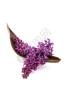 紫硅c植物紫色香气背景图片